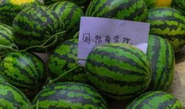 西瓜吃瓜免费试吃,免费试吃，夏日清凉新体验！